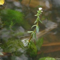 Limnophila heterophylla (Roxb.) Benth.